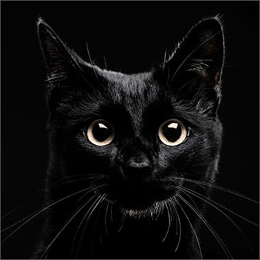Bildergebnis für black cat