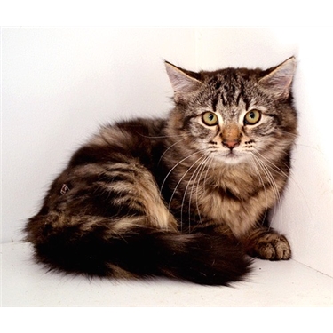 Feral felines find fabulous new home at Grimscote Manor Feral felines find fabulous new home at Grimscote Manor