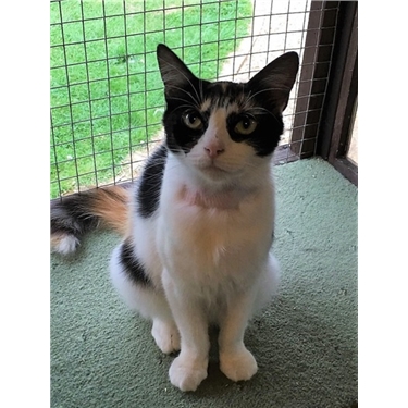 Featured Cat of the Month August 2017 Featured Cat of the Month August 2017
