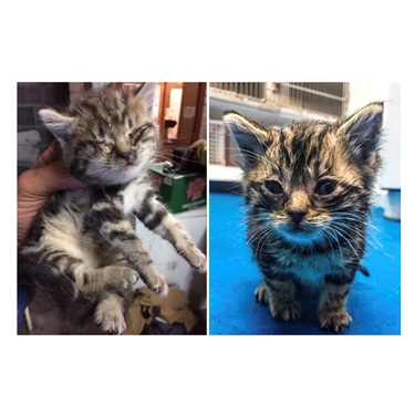 4-week old kitten rescued from inside cavity wall