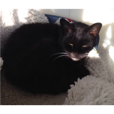 Older cats aren Older cats aren