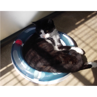 Mature cats Mature cats