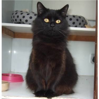 Featured Cat of the Month May 2017 Featured Cat of the Month May 2017