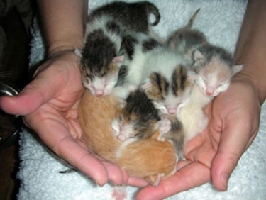 Homeless cats feel post-recession bite
