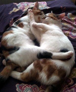 Missing from Gillingham