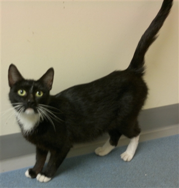 Free Cat Neutering Peterborough Free Cat Neutering Peterborough