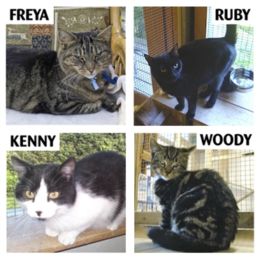 Urgent appeal for fosterers