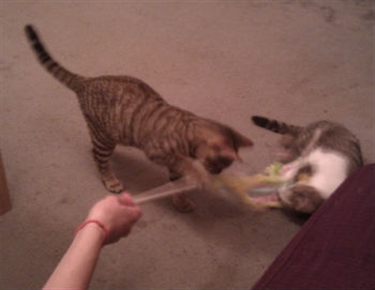 Happy adoptees