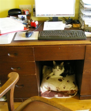 Charlie finds purrfect owners