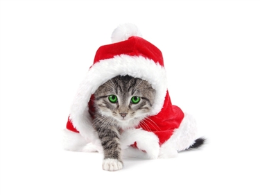 Christmas Opening Times