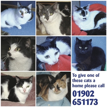 Evicted Cats