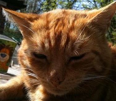 Free Cat Neutering Vouchers Wales Free Cat Neutering Vouchers Wales