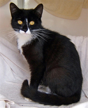 Cat charity full up with black and black-and-white cats