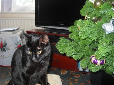 Jasper (nee Gary Greylees)