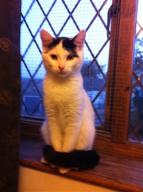 **URGENT** Indoor Cat Fosterers required 