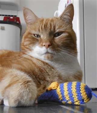 ‘Feline’ like knitting for a good cause ‘Feline’ like knitting for a good cause