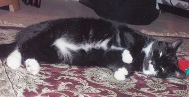 A Poem of Thanks to Rugby Cats Protection