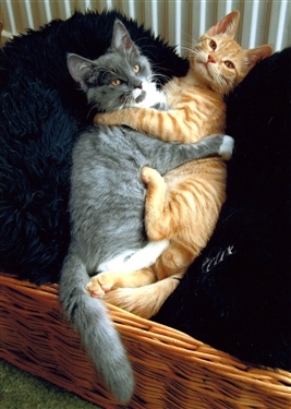 cat neutered