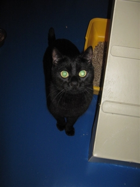 How Wrexham’s Cats Protection Adoption Centre Spent Christmas  