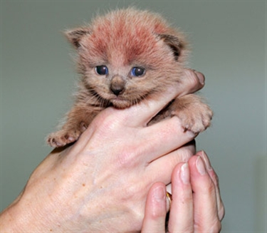 Future looks rosy for ‘pink’ kittens
