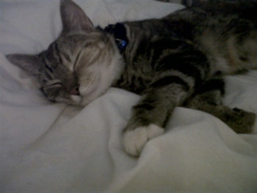 Purdey happy in her new home!