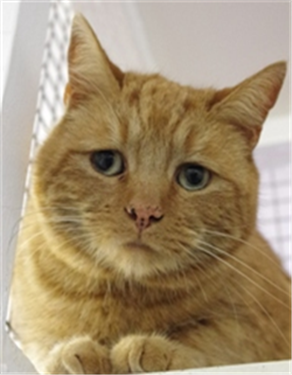What do I do if I find a lost cat? What do I do if I find a lost cat?