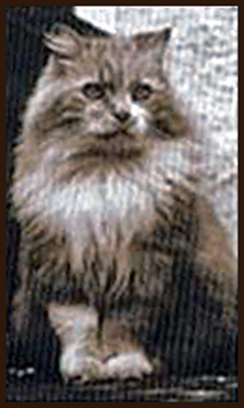 Cats Protection League View Cats Available Cats Protection League View Cats Available