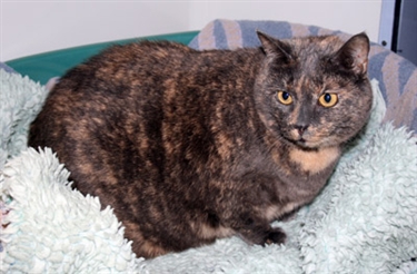 Podgy puss Smokey needs a new home