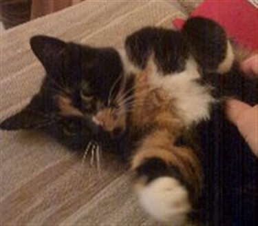 Can Collection - Pets at Home, Kirkcaldy Can Collection - Pets at Home, Kirkcaldy