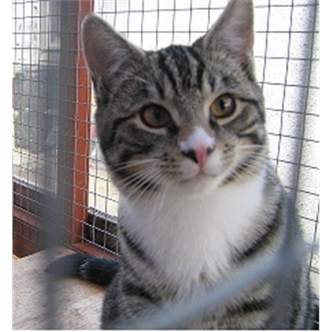 average cost of neutering a superb help with neutering costs average cost of neutering a superb help with neutering costs