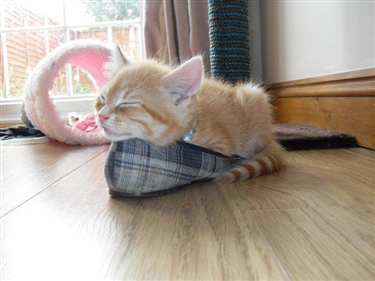 Flaked-Out  Cats