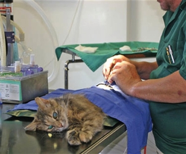 where to get spayed for free get your cat neutered for free where to get spayed for free get your cat neutered for free