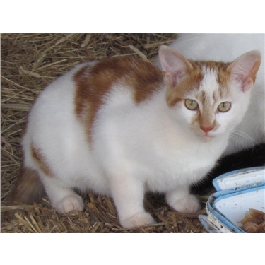 Outdoor cats seeking employment. Outdoor cats seeking employment.