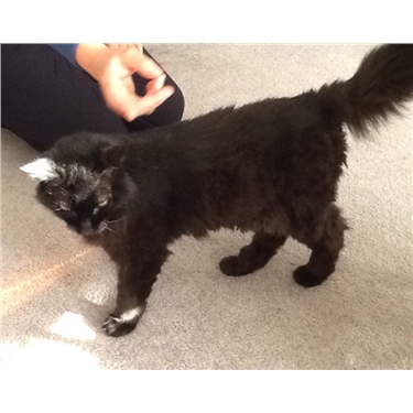 Update on the Sooty Appeal Update on the Sooty Appeal