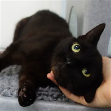 Unwanted black cats need help on Black Cat Appreciation Day