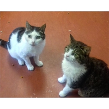Wanted: Together forever home Wanted: Together forever home