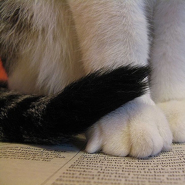 Comments by the Sunday Sport causes the fur to fly at Cats Protection