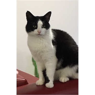 University cat caller University cat caller