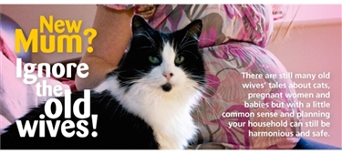 Climate of Confused Cat Advice Concerns Expectant Mums