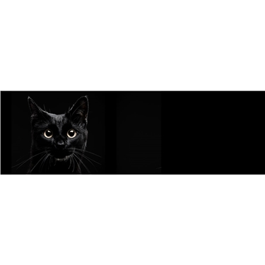 Can you home a Black Cat?