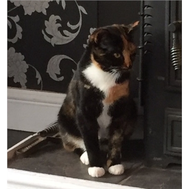 West Cumbria Cats Protection West Cumbria Cats Protection
