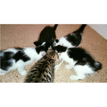 Kittens Dumped! Kittens Dumped!