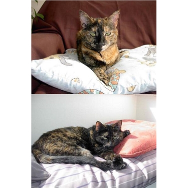 News about Cassie and DeeDee News about Cassie and DeeDee