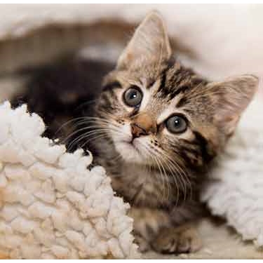 cat adoption