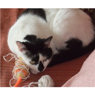 The Ultimate Companion Cat The Ultimate Companion Cat