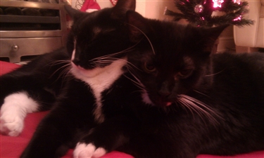 Ronnie and Reggie