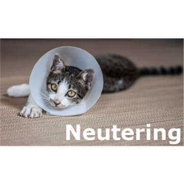 Help with neutering your cat Help with neutering your cat