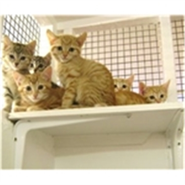 Kitten list reopens Kitten list reopens