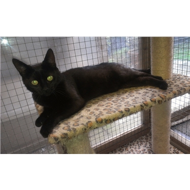 Cat of the Week Cat of the Week