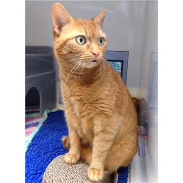Minnie is Miss July! Our new Cat of the Month Minnie is Miss July! Our new Cat of the Month